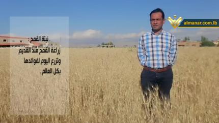 خيرات الأرض - زراعة القمح