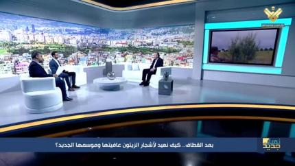 بعد القطاف.. كيف نعيد لأشجار الزيتون عافيتها وموسمها الجديد؟ 