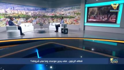 قطاف الزيتون.. متى يحين موعده وما هي شروطه؟